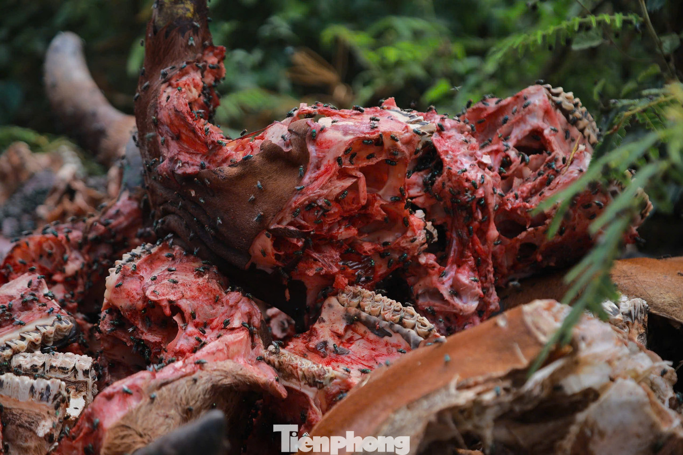 Một số chiếc đầu bò mới bị vứt bỏ nên còn cả thịt, máu.