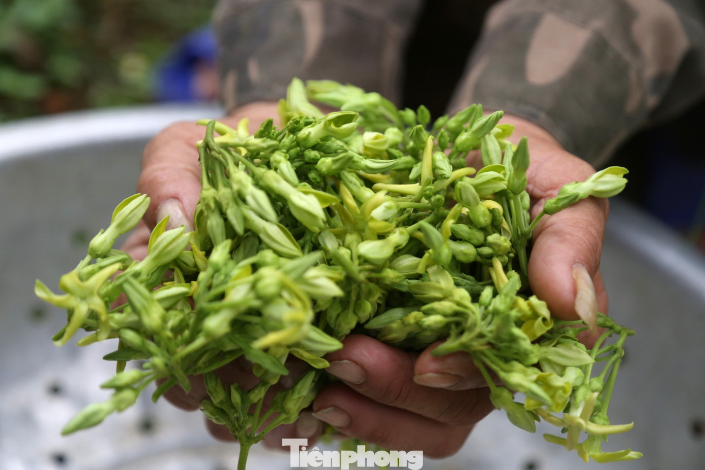 Toàn xã Nam Kim có khoảng 50 hộ chuyển đổi cây trồng từ cây ăn quả sang trồng hoa thiên lý. Đất đồi, độ dốc cao, trồng trong vườn nhà nên chủ động nước tưới, do đó, hoa thiên lý cho năng suất cao.