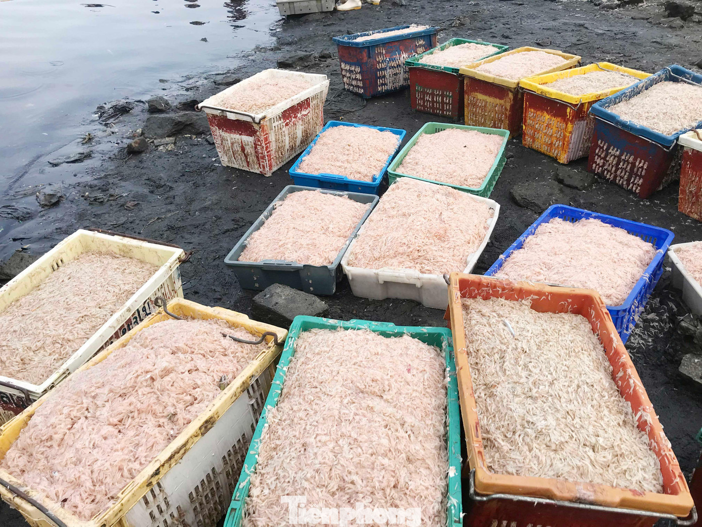 Ruốc (hay còn gọi là moi, tép biển) là tên gọi của một loại động vật giáp xác mười chân, sống ở vùng nước ven bờ biển. Hình dạng như con tôm nhỏ, chỉ khoảng 4mm – 10mm được coi là một đặc sản của miền biển, có giá trị dinh dưỡng.