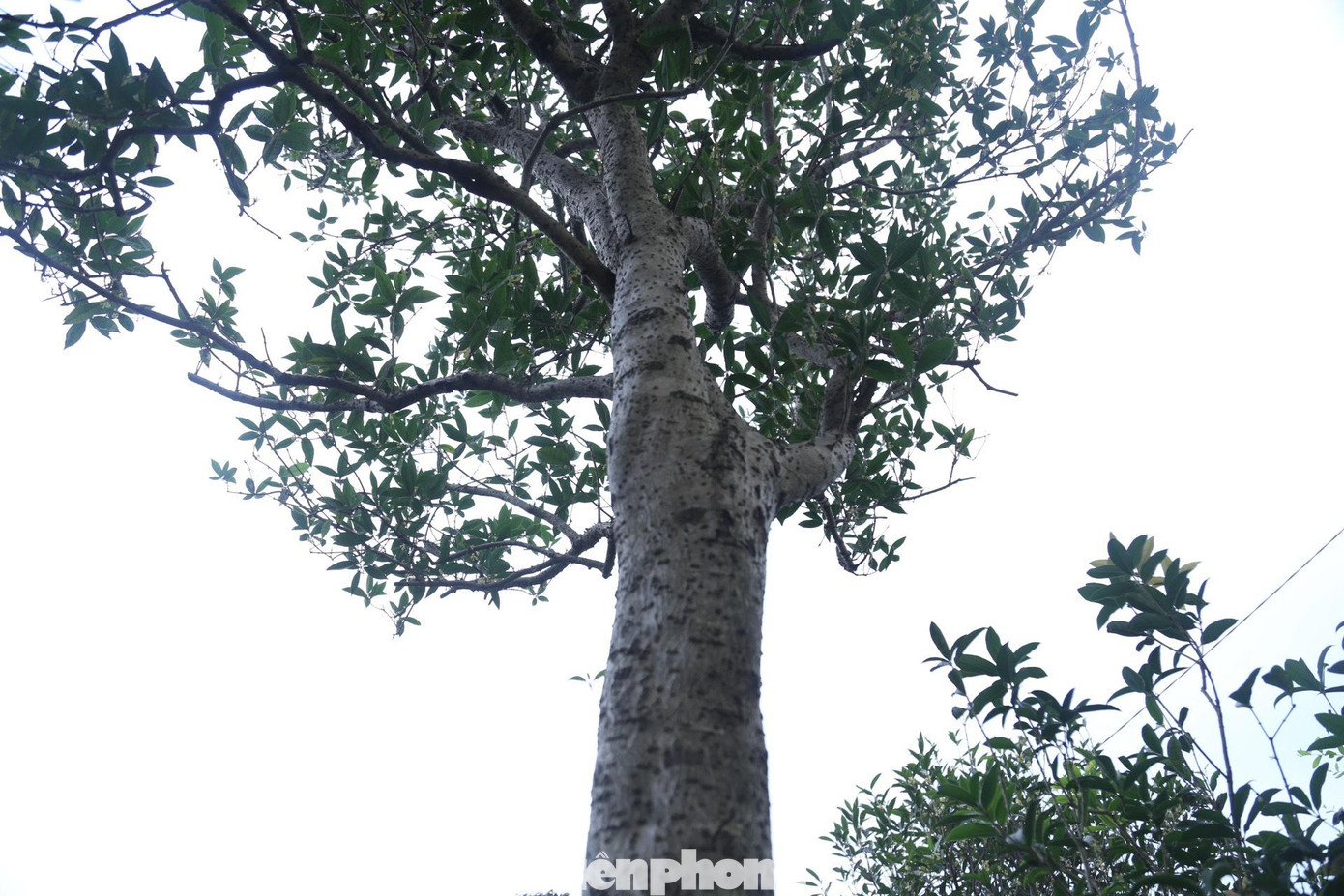 “Cây cảnh mộc hương được trồng từ thời vua chúa ngày xưa, gốc cổ của nó là từ tỉnh Thừa Thiên Huế. Hoa mộc hương rất thơm, dễ chịu và thường được phơi khô để thưởng trà. Đã có người trả giá gần 2 tỷ nhưng tôi chưa bán”, anh Trung cho hay.