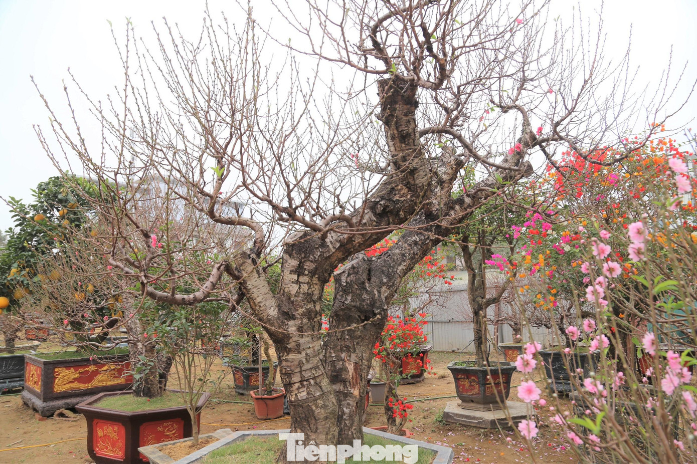 Theo ghi nhận, thị trường đào năm nay ở thành phố Vinh trầm lắng hơn so với các năm trước. Mặc dù ít về số lượng, tuy nhiên vẫn xuất hiện những gốc đào có kích thước lớn, được chào giá hàng chục triệu đồng.