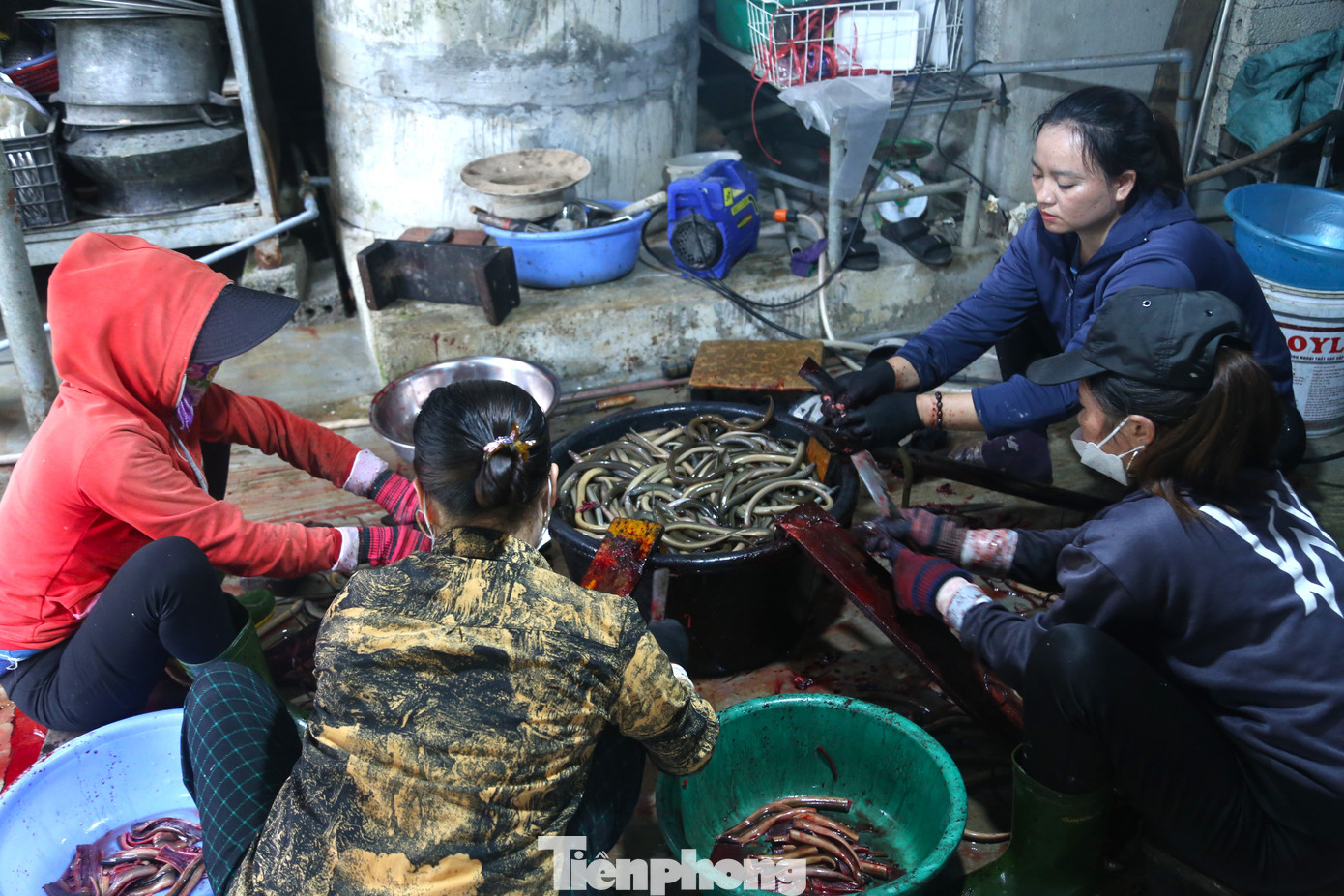 “Lươn nhập về phải đảm bảo lươn sống. Lươn được làm sạch trước khi luộc để sơ chế. Muốn lươn có màu vàng đẹp thì khi luộc cho thêm một ít nghệ tươi giã nhỏ hoặc bột nghệ nguyên chất. Cứ 1kg lươn qua sơ chế sẽ thu được khoảng 0,7kg thịt lươn”, anh Thao chia sẻ. “Lươn nhập về phải đảm bảo lươn sống. Lươn được làm sạch trước khi luộc để sơ chế. Muốn lươn có màu vàng đẹp thì khi luộc cho thêm một ít nghệ tươi giã nhỏ hoặc bột nghệ nguyên chất. Cứ 1kg lươn qua sơ chế sẽ thu được khoảng 0,7kg thịt lươn”, anh Thao chia sẻ.