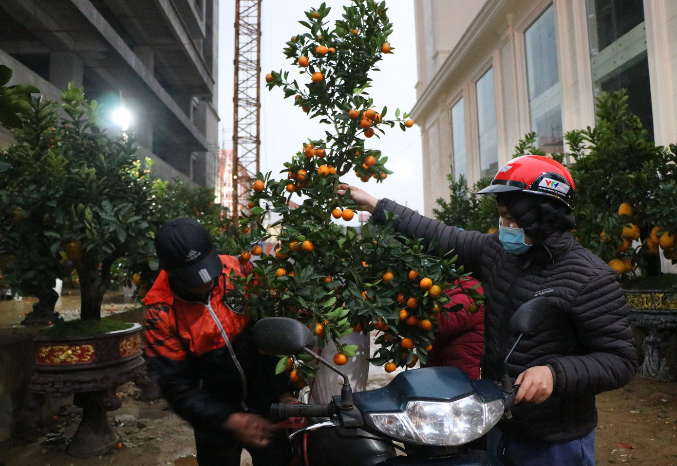 Phần lớn người dân đi mua cây cảnh đêm 30 Tết đều trong tâm thế “ủng hộ” người bán, không mặc cả.