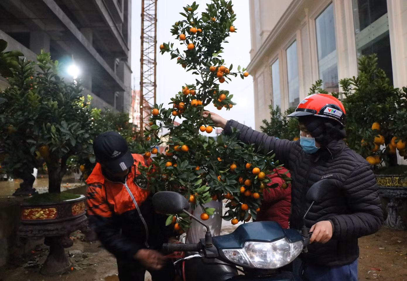 Phần lớn người dân đi mua cây cảnh đêm 30 Tết đều trong tâm thế “ủng hộ” người bán, không mặc cả. Phần lớn người dân đi mua cây cảnh đêm 30 Tết đều trong tâm thế “ủng hộ” người bán, không mặc cả.