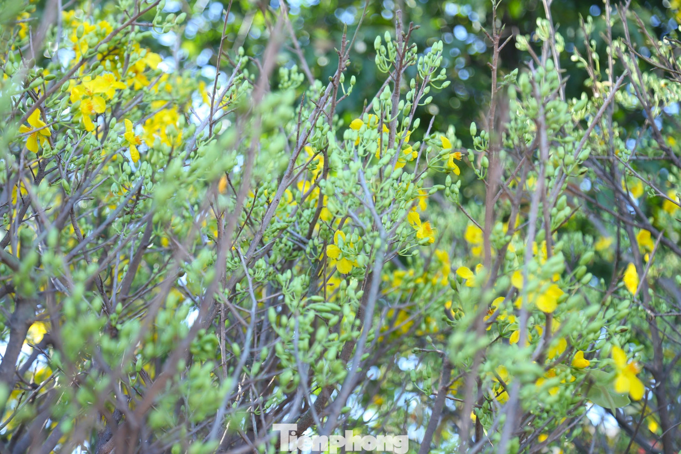 “Cây mai đẹp là cây có nhiều tán, nhiều hoa và đủ lộc, nụ. Năm nay, thời tiết thuận lợi nên mai phát triển tốt, cây cho nhiều nụ, bông đẹp hơn năm trước, có nhiều loại mai cho khách hàng lựa chọn về kích thước, kiểu dáng, giá cả…”, anh Hoàng chia sẻ.