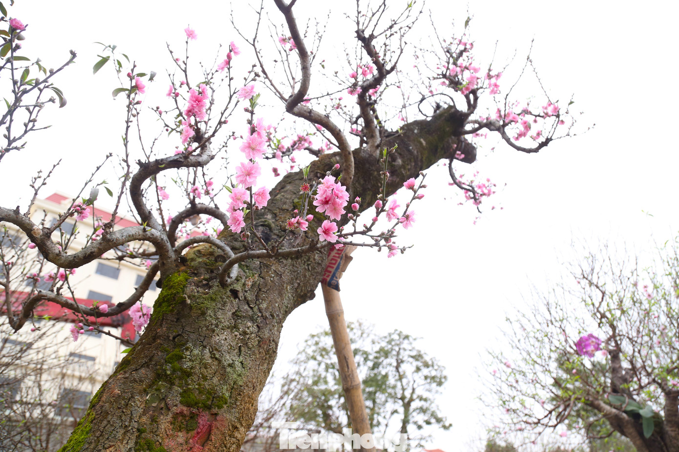 Một số gốc đào cổ thụ phải dùng gậy chống đỡ.