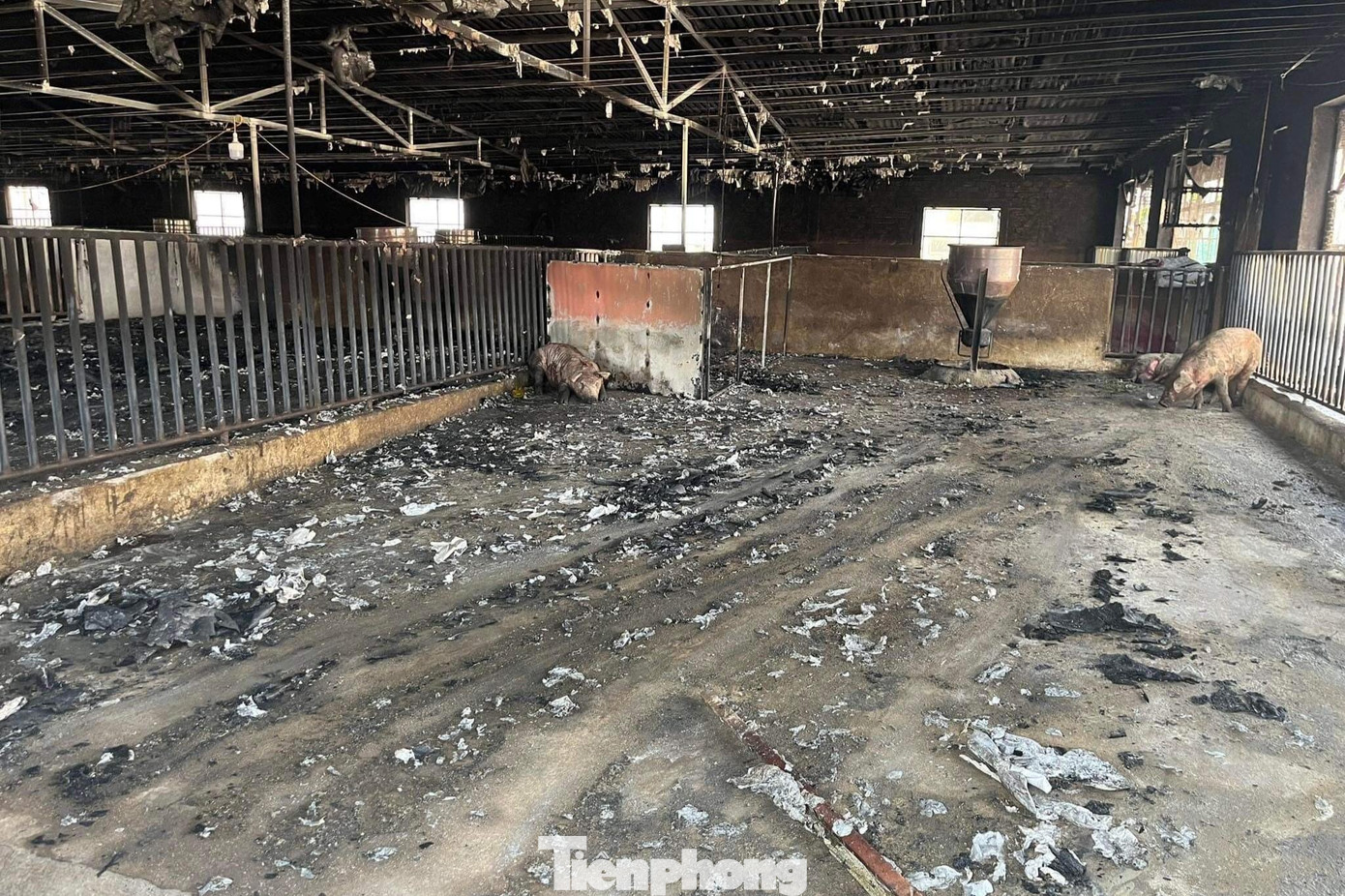 Tại đây có 2 hệ thống chuồng trại với quy mô lớn. Vụ hỏa hoạn đã thiêu rụi hệ thống máy móc làm mát, hệ thống chuồng trại phía trong. Tất cả đều đã cháy đen, toàn bộ khu chuồng trại hoang tàn, đổ nát.