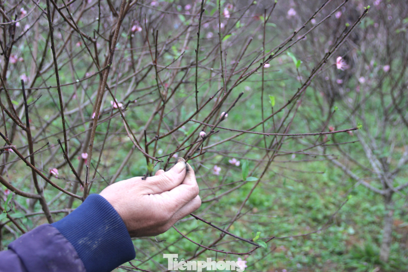 Việc đào nở sớm khiến gia đình chị Thuyết đứng ngồi không yên. Những ngày qua, chị phải thuê người cắt bỏ hoa đã nở và lá để tránh ảnh hưởng đến sức khỏe của cây. Việc đào nở sớm khiến gia đình chị Thuyết đứng ngồi không yên. Những ngày qua, chị phải thuê người cắt bỏ hoa đã nở và lá để tránh ảnh hưởng đến sức khỏe của cây.