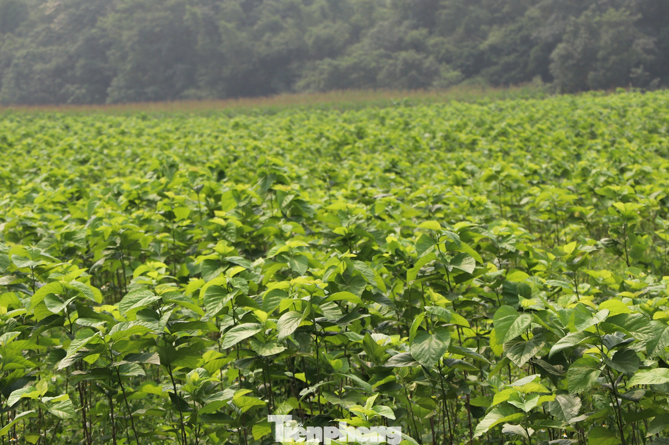 Giống dâu bản địa già cỗi, suy thoái đã được thay thế bằng 2 loại giống mới, phù hợp với điều kiện thời tiết, thổ nhưỡng nơi đây. Đặc biệt, giống dâu này lá to, năng suất trên một đơn vị diện tích lớn hơn rất nhiều so với giống dâu bản địa. Trên bãi bồi sông Lam đã hình thành những cánh đồng dâu xanh ngút ngàn.