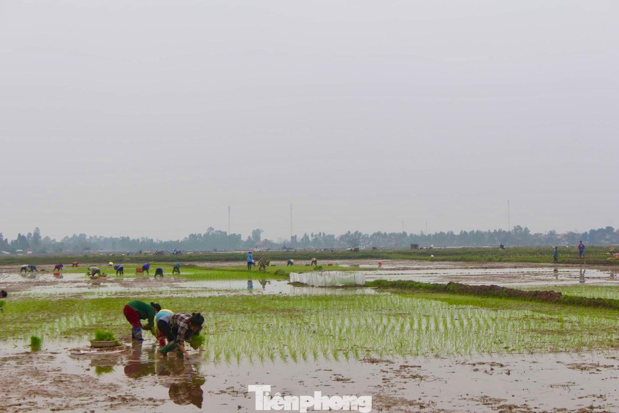 Từ tờ mờ sáng, trên những cánh đồng huyện Yên Thành (Nghệ An), từng nhóm người đã tập trung để đi cấy thuê. Tại cánh đồng xã Lăng Thành, hàng chục phụ nữ đang chăm chỉ cấy lúa. Họ là những người ở xã khác được chủ ruộng lúa thuê cấy. Từ tờ mờ sáng, trên những cánh đồng huyện Yên Thành (Nghệ An), từng nhóm người đã tập trung để đi cấy thuê. Tại cánh đồng xã Lăng Thành, hàng chục phụ nữ đang chăm chỉ cấy lúa. Họ là những người ở xã khác được chủ ruộng lúa thuê cấy.