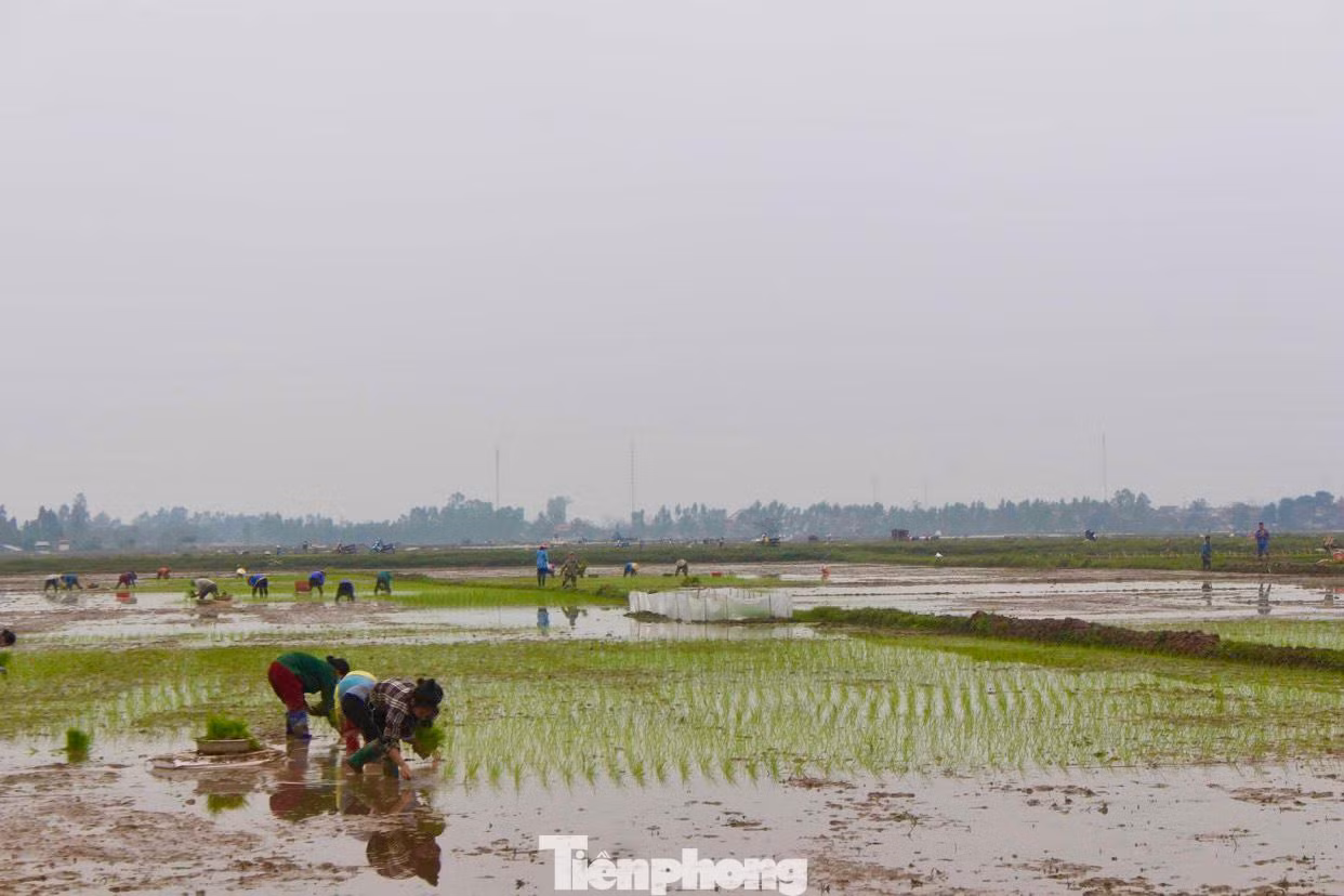 Từ tờ mờ sáng, trên những cánh đồng huyện Yên Thành (Nghệ An), từng nhóm người đã tập trung để đi cấy thuê. Tại cánh đồng xã Lăng Thành, hàng chục phụ nữ đang chăm chỉ cấy lúa. Họ là những người ở xã khác được chủ ruộng lúa thuê cấy.