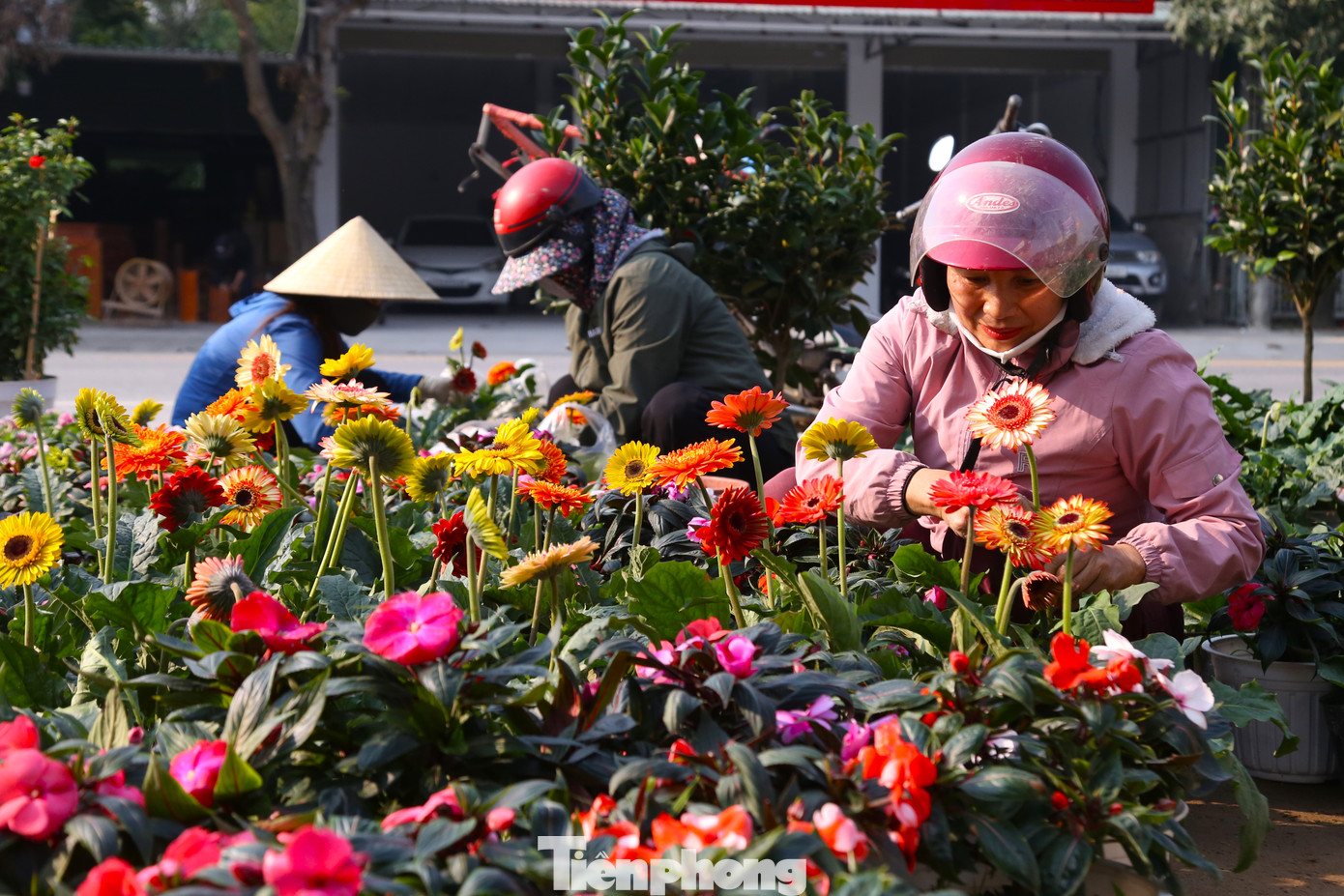 “Năm nay, do ảnh hưởng của bão số 3 ở các tỉnh phía Bắc khiến hoa của các nhà vườn bị hư hỏng nhiều dẫn tới nguồn hàng khá khan hiếm. So với năm ngoái, giá hoa nhập vào tăng từ 20-30%. Dù giá hoa tăng nhưng lượng khách khá khả quan. Cùng thời điểm này năm ngoái, lượng khách đến vườn ngắm và mua hoa, cây cảnh đã tăng gấp đôi. Trong đó, trà my, hoa hồng, cẩm tú cầu, thược dược... được ưa chuộng bởi màu sắc, thế cây đẹp, hoa bền, trưng bày được lâu”, anh Phú chia sẻ.