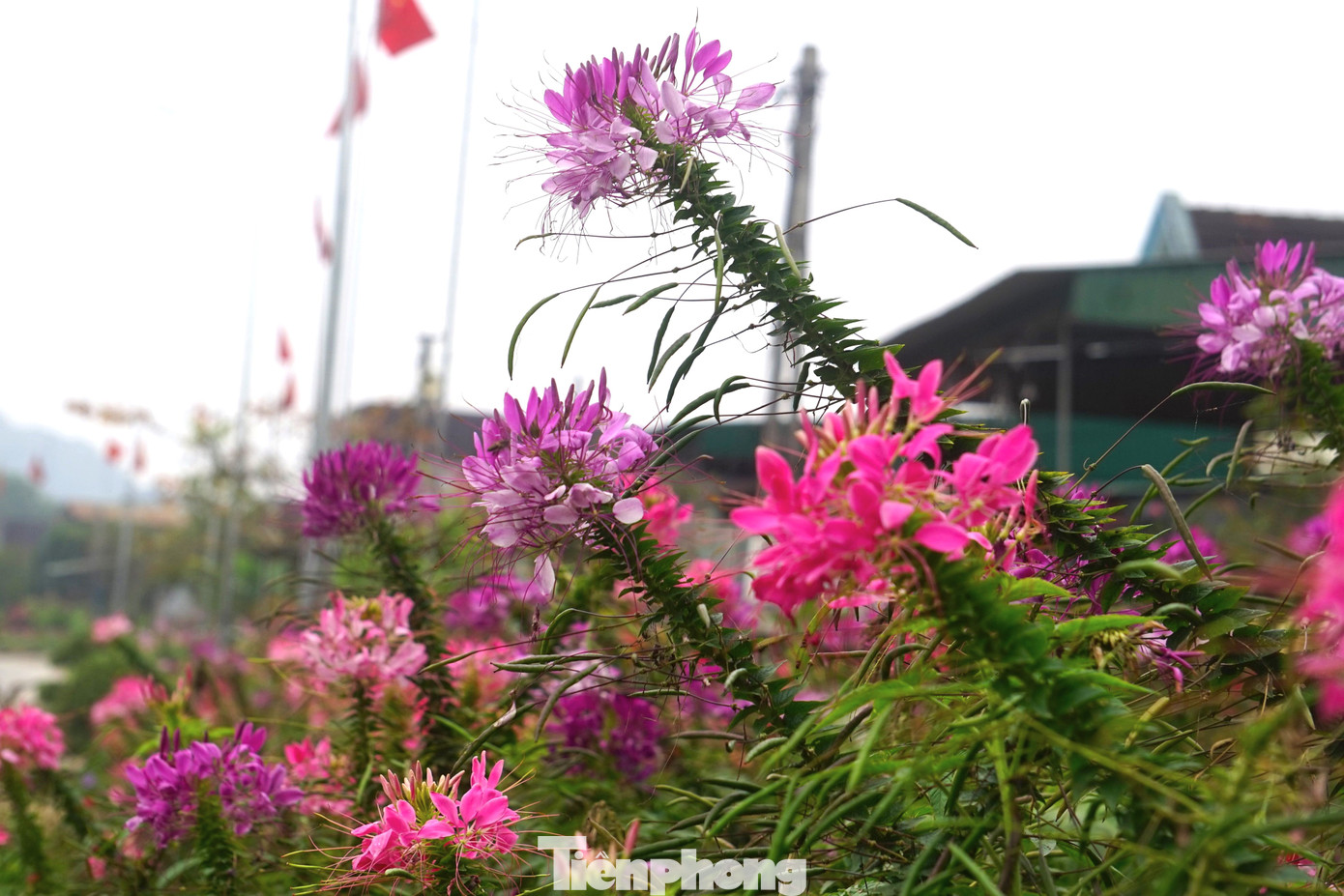 Nổi bật hơn cả là những cây hoa công chúa. Loài hoa này được người dân đặt mua hạt giống từ Nhật Bản về gieo trồng. Hoa công chúa thường được trồng từ đầu tháng 10 âm lịch, đến gần Tết Nguyên đán sẽ bắt đầu bung nở, kéo dài đến tận tháng 3 âm lịch.