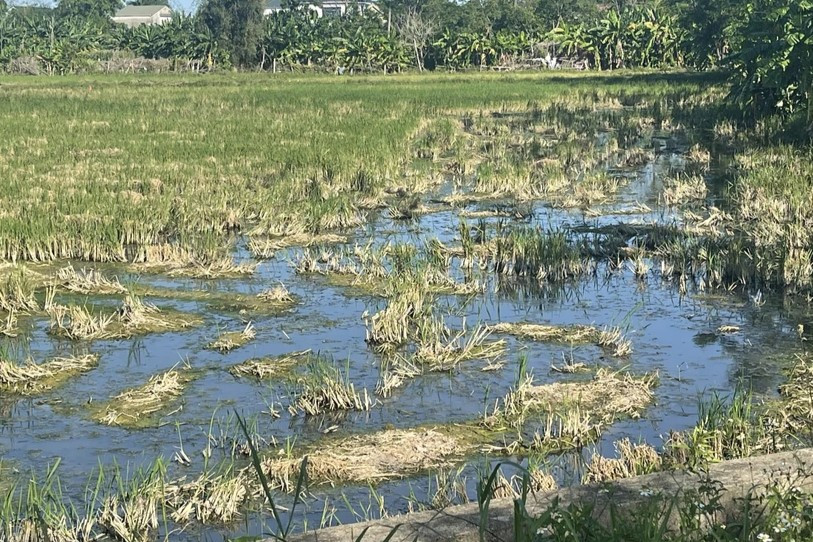 Nước thải tràn xuống ruộng lúa của người dân