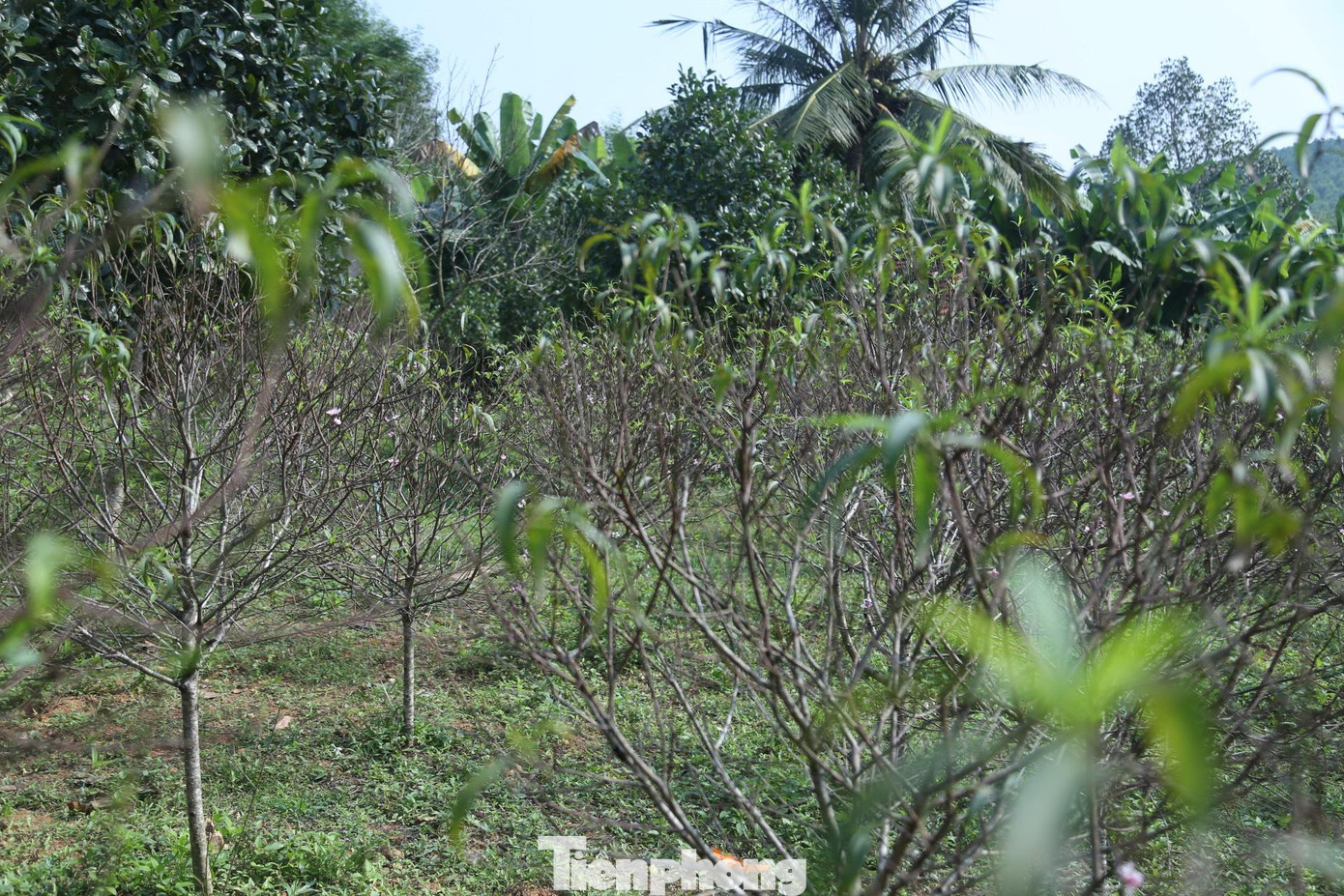 Tại vườn đào hơn 500 gốc ở xóm Trại Mắt, xã Kim Thành, ông Nguyễn Văn Vân (74 tuổi) đang tất bật với các công đoạn “thay áo” cho các gốc đào. Ông bảo, năm nay mưa nhiều, rét muộn nên đào nở sớm hơn.