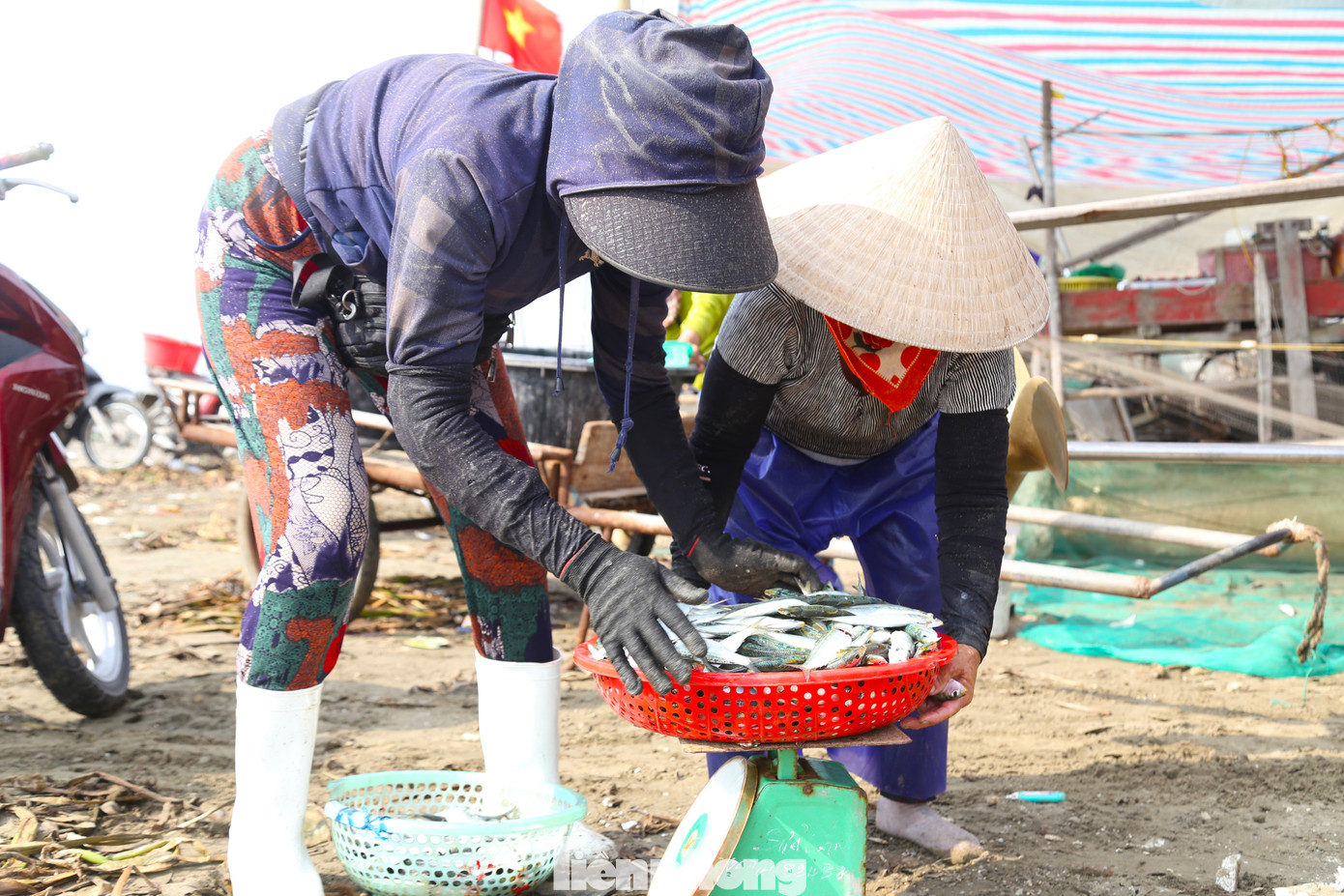 Cá trích đánh bắt trong đêm nên tươi nguyên. Với giá bán 15.000 - 30.000 đồng/kg, ngư dân có thể thu nhập cả triệu đồng mỗi ngày.