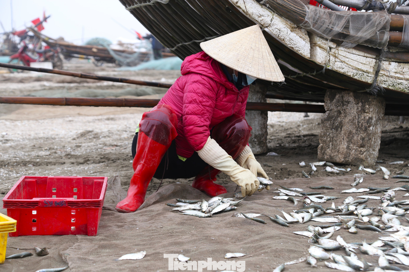 Mỗi khi bè mảng lên tới bờ là có thương lái chờ sẵn để thu mua. Để công việc thu nhặt cá được nhanh gọn, thương lái còn hỗ trợ ngư dân thu nhặt cá.