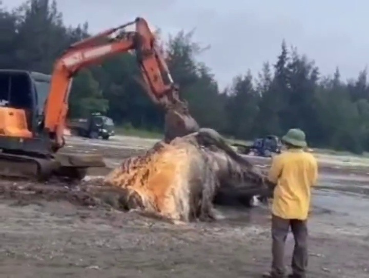 Chính quyền địa phương tiến hành gom xác cá để chôn cất theo phong tục, tín ngưỡng địa phương