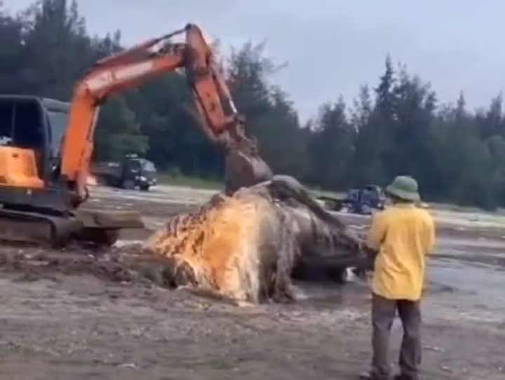 Chính quyền địa phương tiến hành gom xác cá để chôn cất theo phong tục, tín ngưỡng địa phương