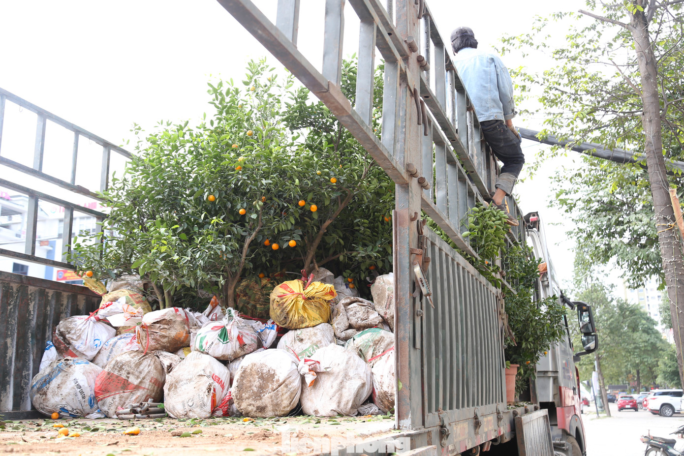 Những gốc quất được thanh lý giá rẻ vẫn không có người mua, tiểu thương phải thuê xe chở về lại Hưng Yên.