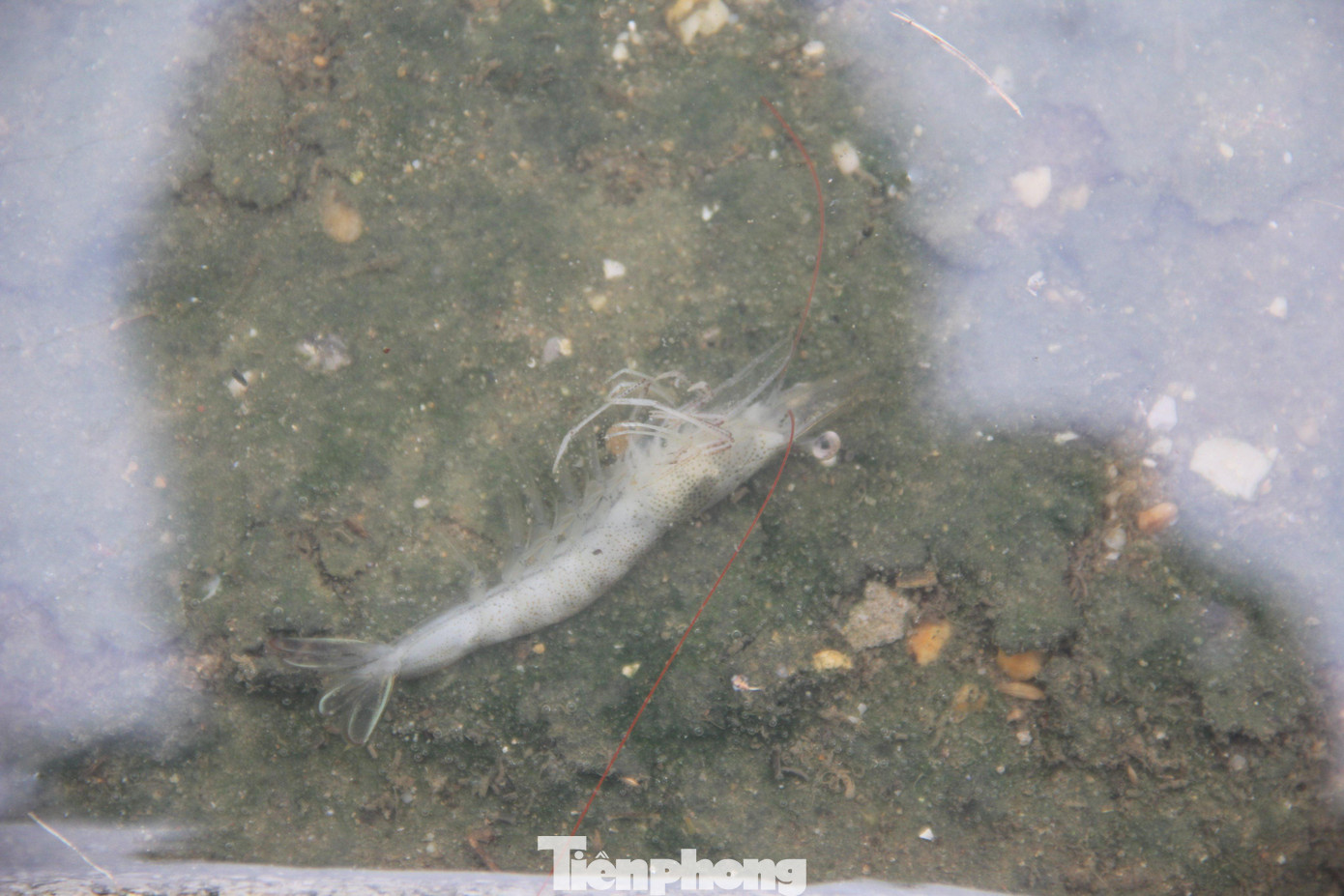 Nước dâng cao khiến hàng chục tấn tôm sắp thu hoạch tràn ra ngoài, số khác không ngập cũng chết dần do nước ngọt tràn vào. Nước dâng cao khiến hàng chục tấn tôm sắp thu hoạch tràn ra ngoài, số khác không ngập cũng chết dần do nước ngọt tràn vào.