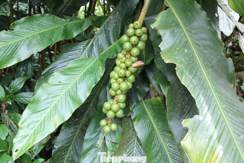 Cây bo bo có tên khoa học là thảo đậu khấu nam.