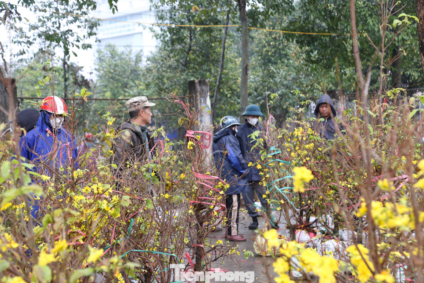 Thời tiết tuy có mưa, nhưng vẫn có khá đông người dân đi “săn” những cây cảnh giá rẻ trong ngày cuối năm.