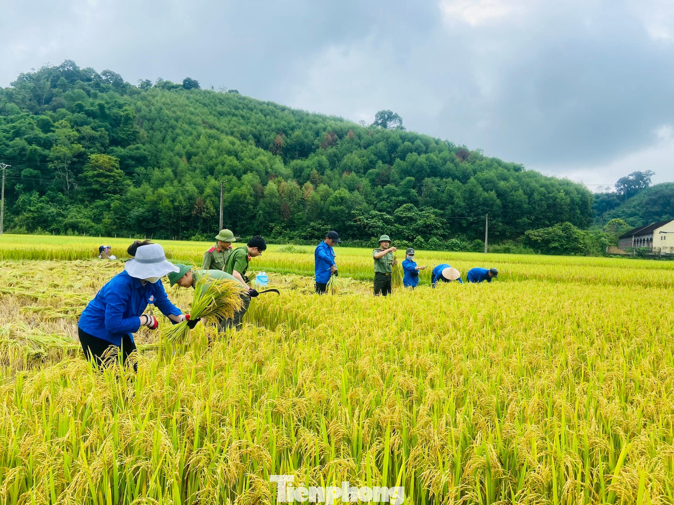 Hiện nay trên địa bàn huyện miền núi Con Cuông (Nghệ An) lúa đã vào mùa thu hoạch nhưng vẫn để ngoài đồng nhiều. Trước tình hình đó, ngày 14/5, hơn 20 đoàn viên thanh niên xã Đôn Phục, cùng các cán bộ, chiến sĩ công an huyện Con Cuông đã xuống đồng hỗ trợ giúp người dân thu hoạch lúa. (Ảnh: TH)