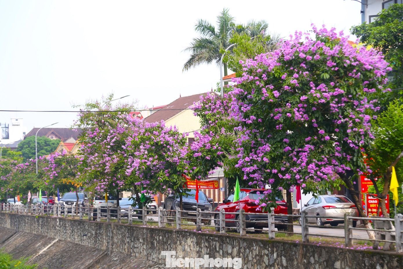 Cây bằng lăng được trồng nhiều nhất trên phố Phùng Chí Kiên, dọc bờ kênh Bắc. Đang mùa hoa nở, cả tuyến phố rực rỡ màu hoa tím ngắt.