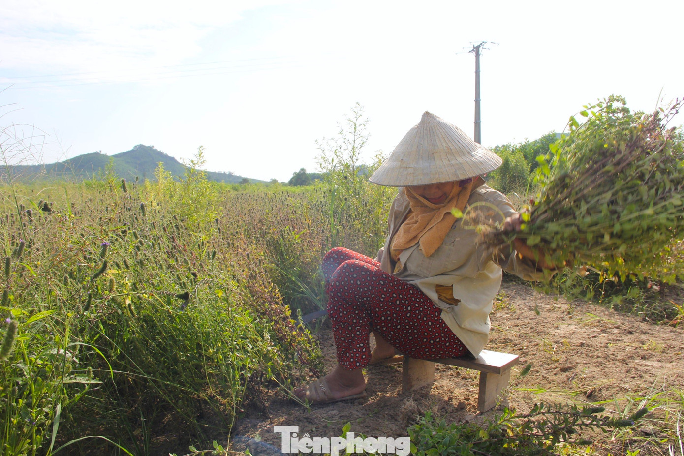 Bà Nguyễn Thị Nhu (51 tuổi, trú xã Mã Thành, huyện Yên Thành) cho biết: “Trước đây, gần 2 sào ruộng của gia đình thường xuyên bị bỏ hoang do hạn hán. Tuy nhiên, từ khi chuyển đổi sang trồng cây nhân trần đã mang lại hiệu quả hơn hẳn. Vụ này, gần 2 sào nhân trần mang về khoảng gần 5 tạ cây khô. Dự kiến trừ chi phí, công chăm sóc tôi sẽ bán được từ 12 - 15 triệu đồng”.