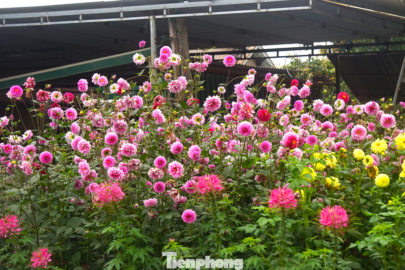 Nhiều năm nay, gia đình bà Phạm Thị Hải (SN 1966, trú xóm Vĩnh Hoàn, xã Bồng Khê) tận dụng khoảng đất trống trước cổng nhà trồng hoa, tạo cảnh quan, làm đẹp thôn xóm. Nhiều người lưu thông qua đoạn đường này dừng xe ngắm hoa, khen ngợi và chụp ảnh.