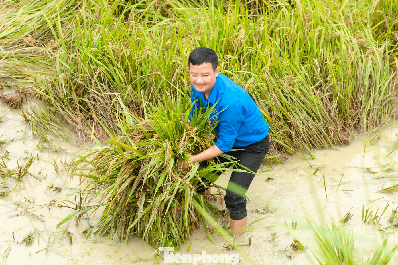 Anh Trần Văn Báo – Bí thư đoàn xã Đồng Văn cho biết, trước tình hình mưa lớn gây ngập lúa của bà con, chiều 27/9, tranh thủ thời tiết tạnh ráo, 13 đoàn viên thanh niên trên địa bàn xã đã xung kích xuống đồng giúp thu hoạch lúa.
