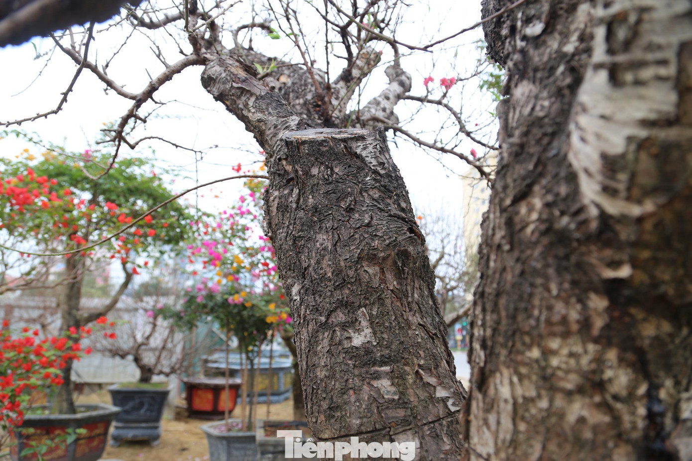 Những gốc đào cổ thụ hàng chục năm tuổi, gốc sần sùi.