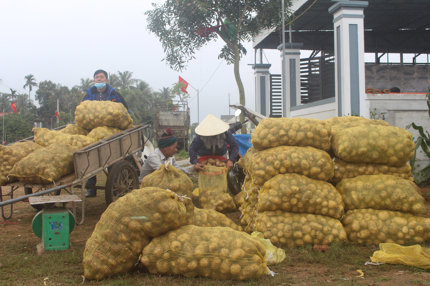 Khoai tây của người dân xã Diễn Phong được doanh nghiệp thu mua ngay tại ruộng