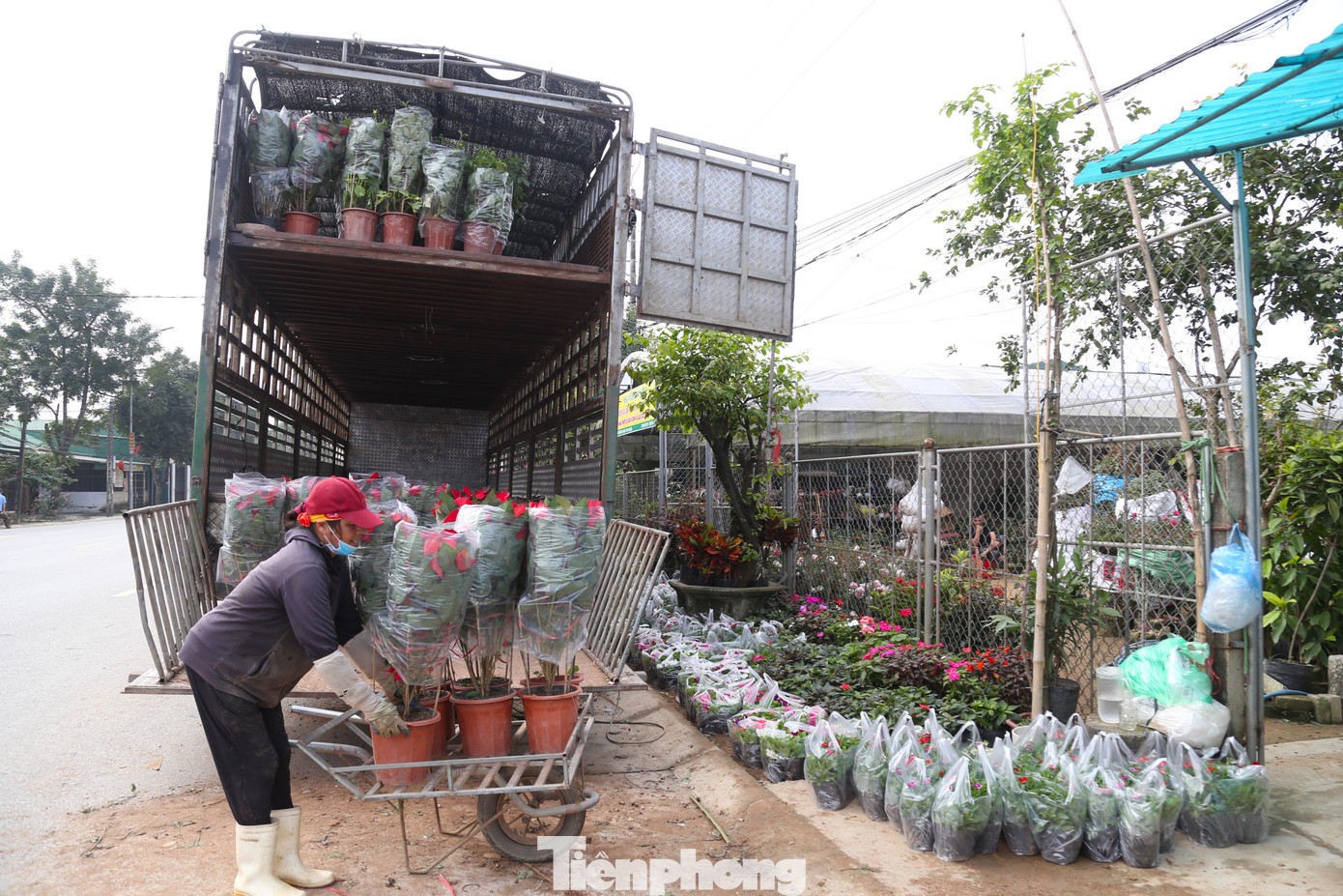 Các xe tải cỡ lớn liên tục vận chuyển hoa, cây cảnh từ Bắc, Nam về làng hoa.