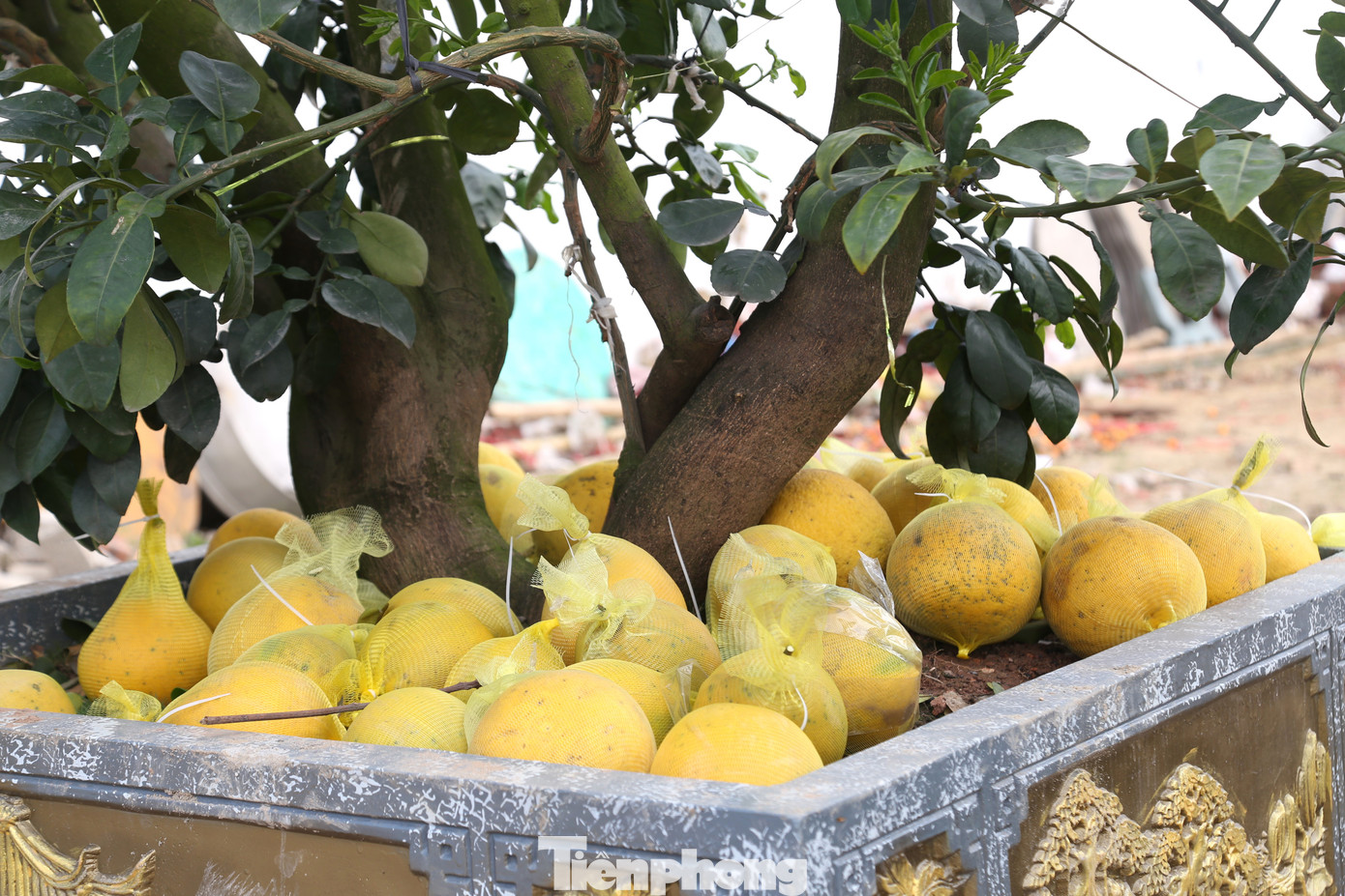 Những cây bưởi Diễn loại to, trước Tết bán với giá từ 40 - 50 triệu đồng, nay chỉ xấp xỉ 10 triệu đồng. Đối với những cây loại nhỏ, trước đây bán từ 10 – 15 triệu đồng, nay chỉ còn từ 2 – 5 triệu đồng, nhưng không có người hỏi mua.