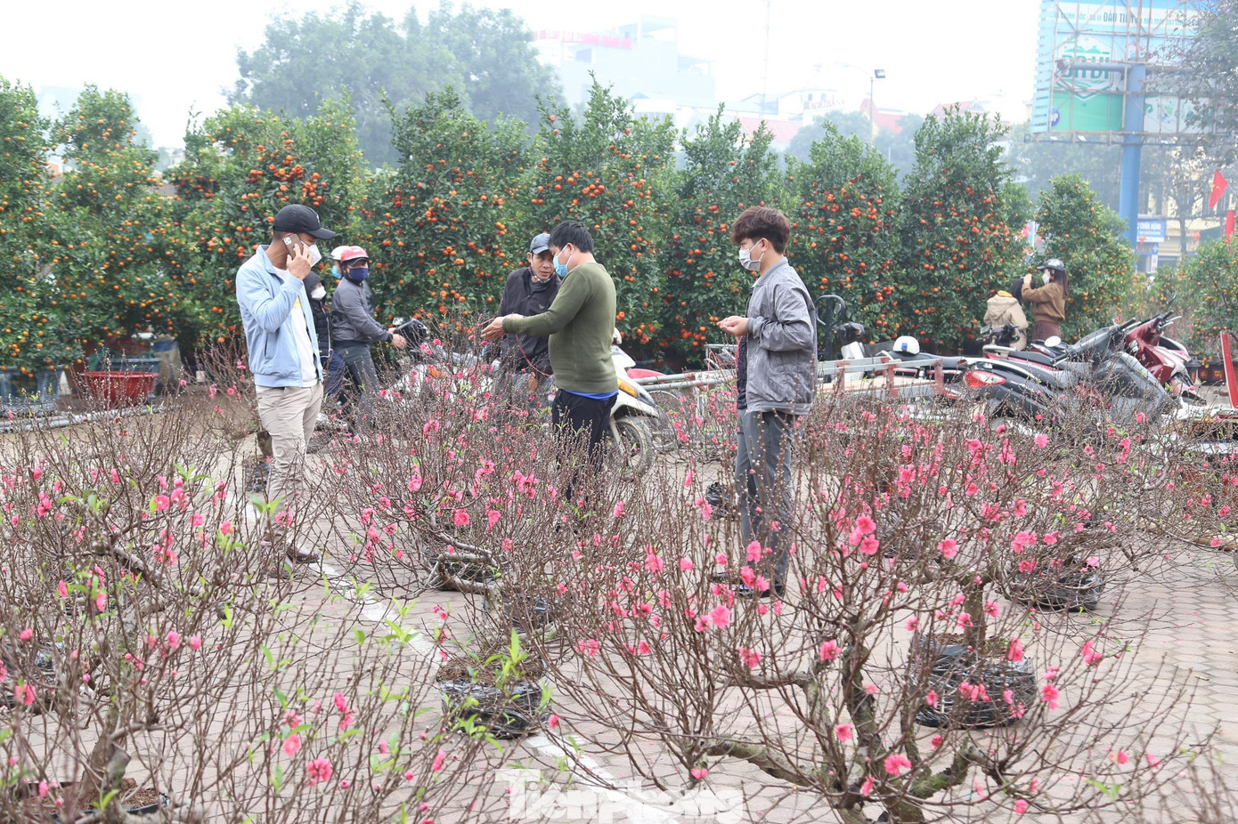 Những ngày giáp Tết, người dân tranh thủ để nhìn ngắm và chọn mua những chậu hoa mai, hoa đào đẹp nhất về chưng trong những ngày Xuân.