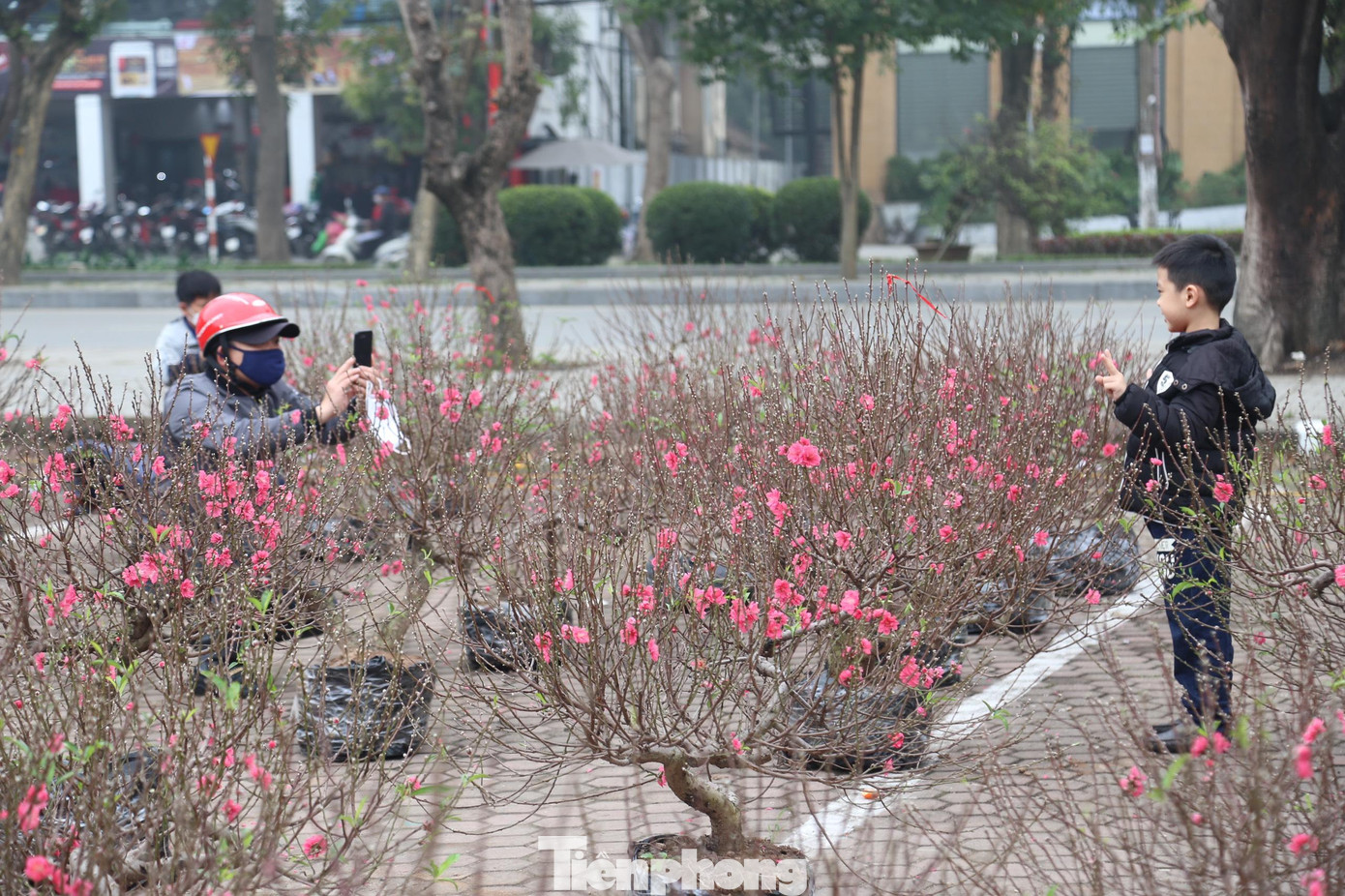 Người bố lưu giữ hình ảnh đẹp cho cậu con trai bên những cây hoa đào