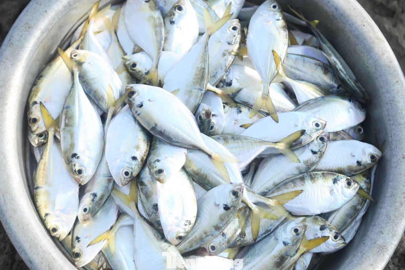 Những mẻ cá tươi rói