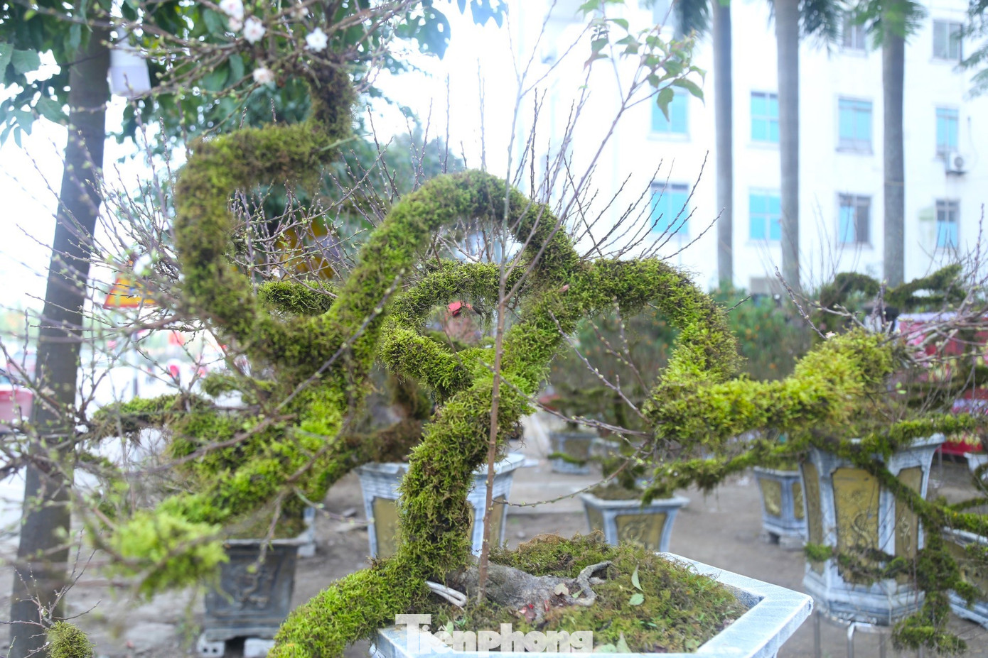 Anh Phan Quốc Toản (SN 1991), chủ nhân của những cây nhất chi mai này cho biết, dịp Tết Nguyên đán 2023, anh nhập gần 100 gốc nhất chi mai từ Sa Pa về trưng bán dịp Tết tại hai tỉnh Nghệ An và Hà Tĩnh.