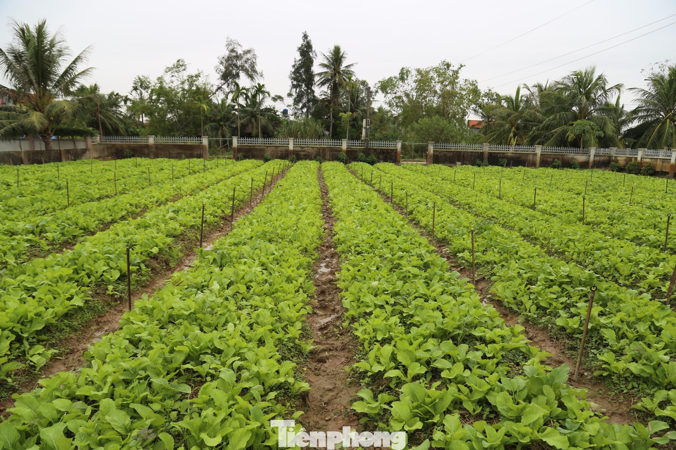 Vườn rau vụ đông sớm của gia đình chị Nguyễn Thị Huệ
