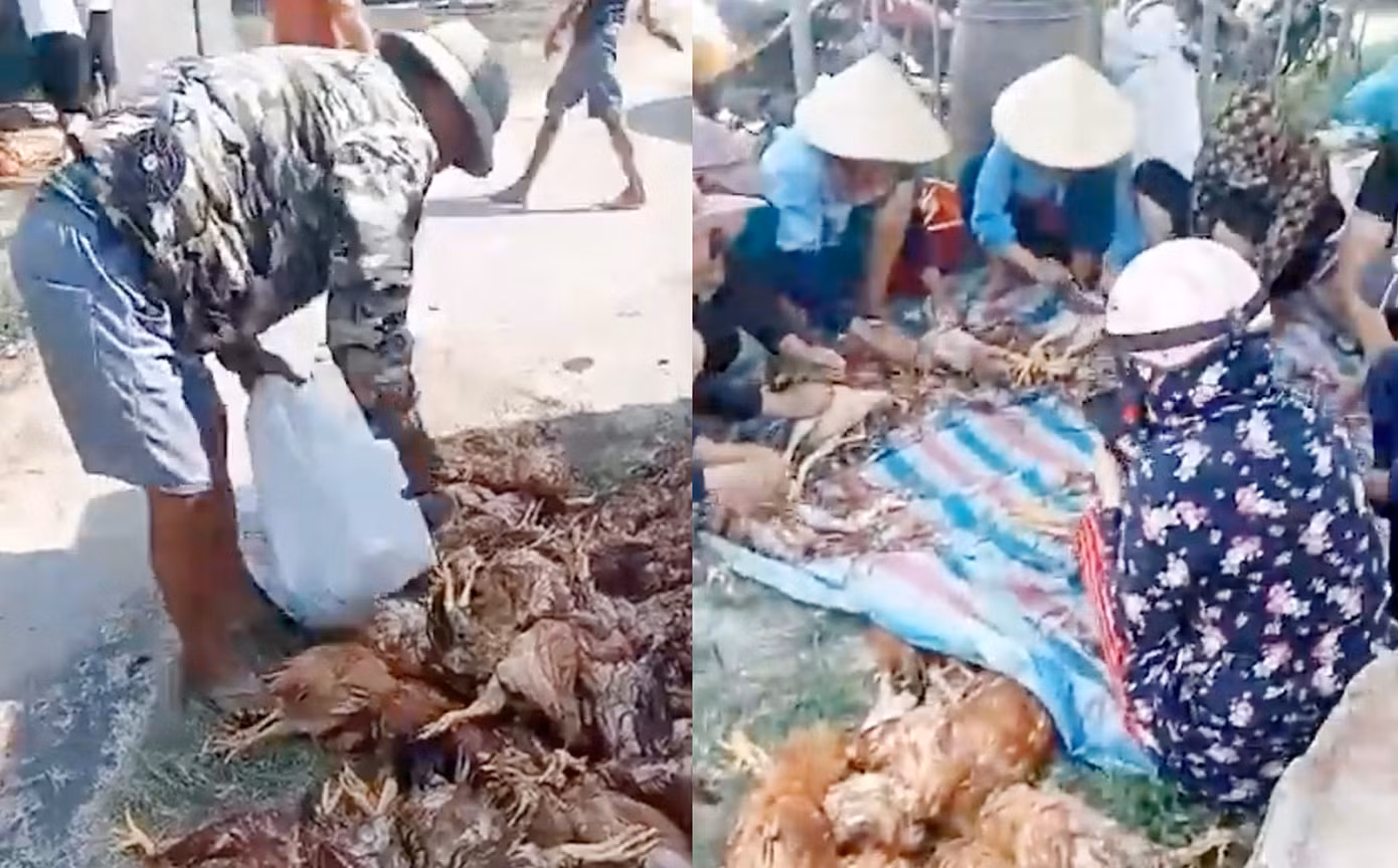 Bà con làng xóm chung tay giúp đỡ gia đình anh Thìn xử lý đàn gà chết.