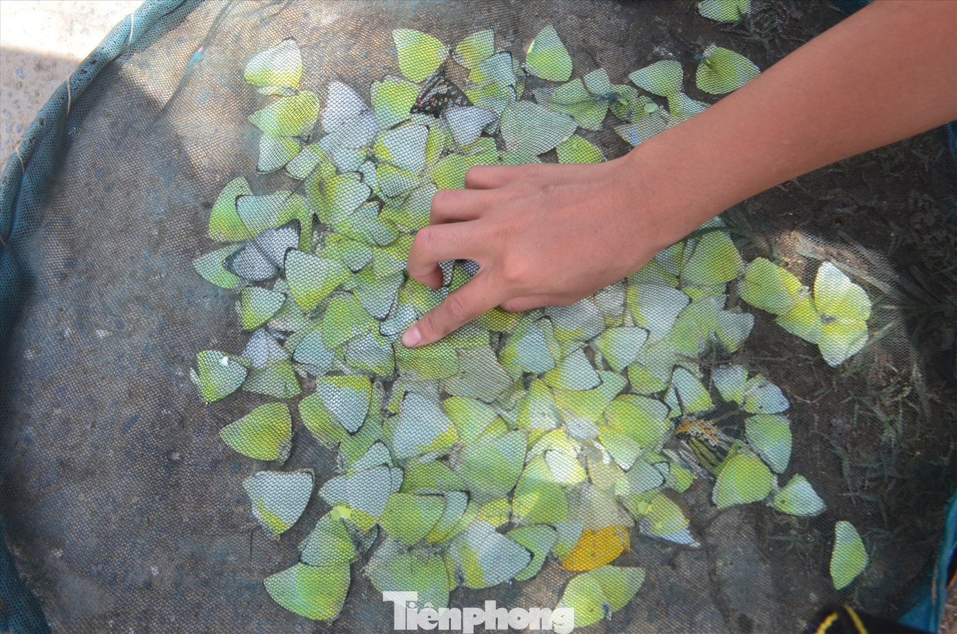 Cách bắt bướm khá độc đáo. Người dân bắt một con bướm làm mồi nhử, sau đó những con khác sẽ tự động bay đến đậu bên cạnh. Chỉ cần dùng vợt, rổ rá hoặc cái xúc úp xuống.