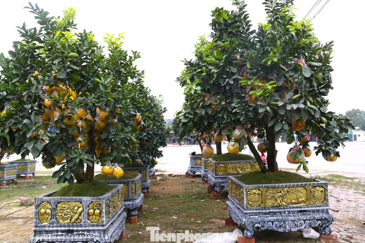 Là một loại cây cảnh nên để chăm sóc cho cây vừa khỏe vừa đẹp khá cầu kỳ và cần kỹ thuật. Do đó, đa phần khách muốn chơi Tết cây bưởi cảnh sẽ thuê, trưng bày hết Tết rồi trả lại cho chủ vườn. Còn đối với những người mua đứt, chủ vườn bưởi sẽ hỗ trợ khách chăm sóc cây trước, trong và sau Tết.