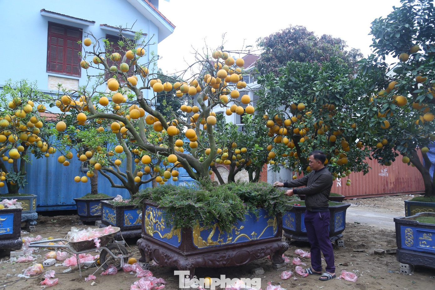 Nổi bật là một cây bưởi Diễn dáng trực huyền, cao hơn 3m, giá rao bán 150 triệu đồng. Anh Nguyễn Thanh Phong (chủ vườn), cho biết, cây bưởi này độc nhất ở tỉnh Nghệ An tính đến thời điểm này, được đặt làm và đưa về từ tỉnh Hưng Yên. Nổi bật là một cây bưởi Diễn dáng trực huyền, cao hơn 3m, giá rao bán 150 triệu đồng. Anh Nguyễn Thanh Phong (chủ vườn), cho biết, cây bưởi này độc nhất ở tỉnh Nghệ An tính đến thời điểm này, được đặt làm và đưa về từ tỉnh Hưng Yên.