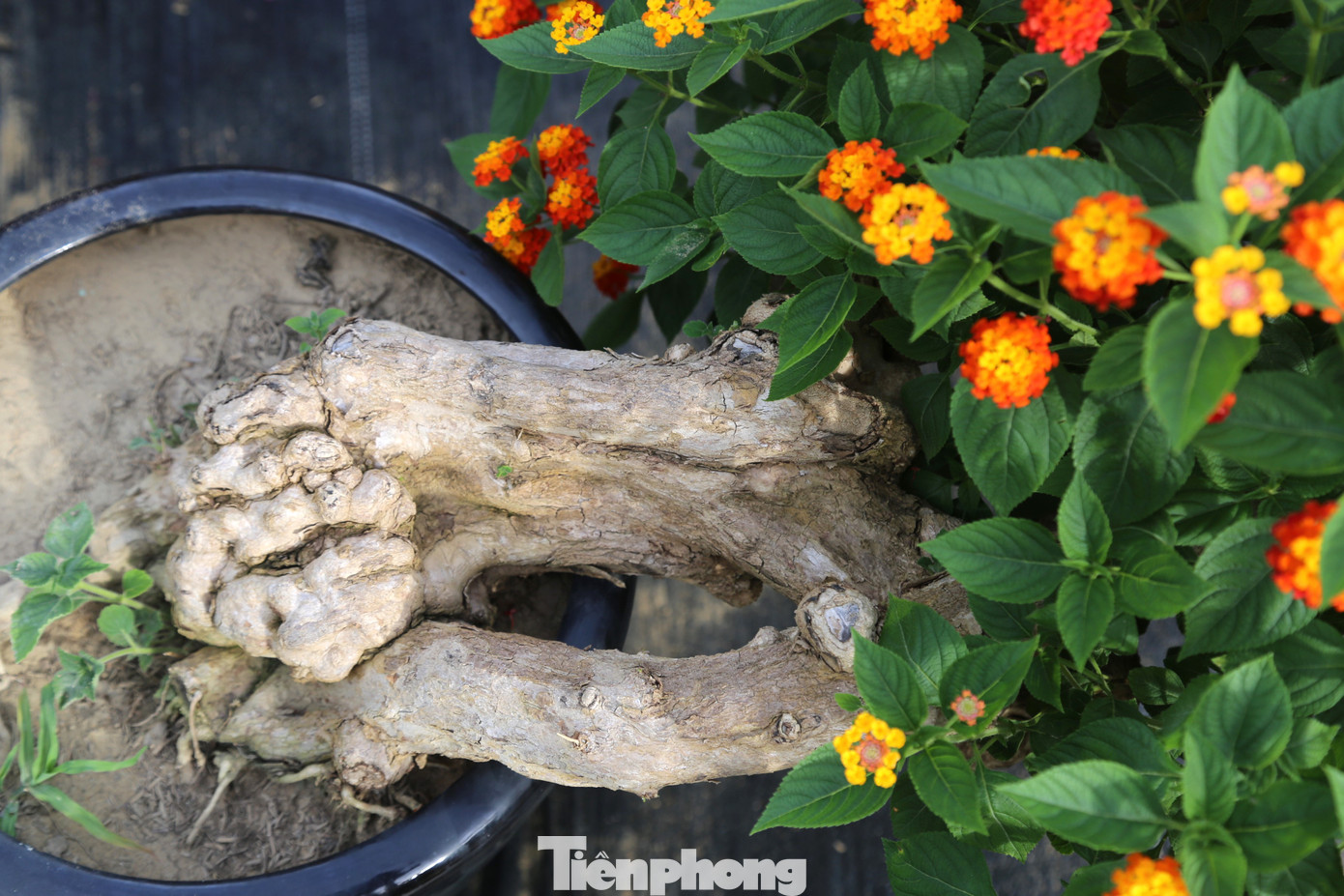 Những gốc cây hoa ngũ sắc được ghép, cắt tỉa, tạo tán rất bắt mắt.