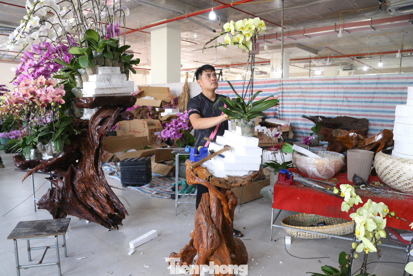 Quá trình tạo nên những tác phẩm lan được trồng trên gỗ lũa sẽ mất từ 3-4 giờ đồng hồ tùy vào kích thước, số lượng hoa lan.