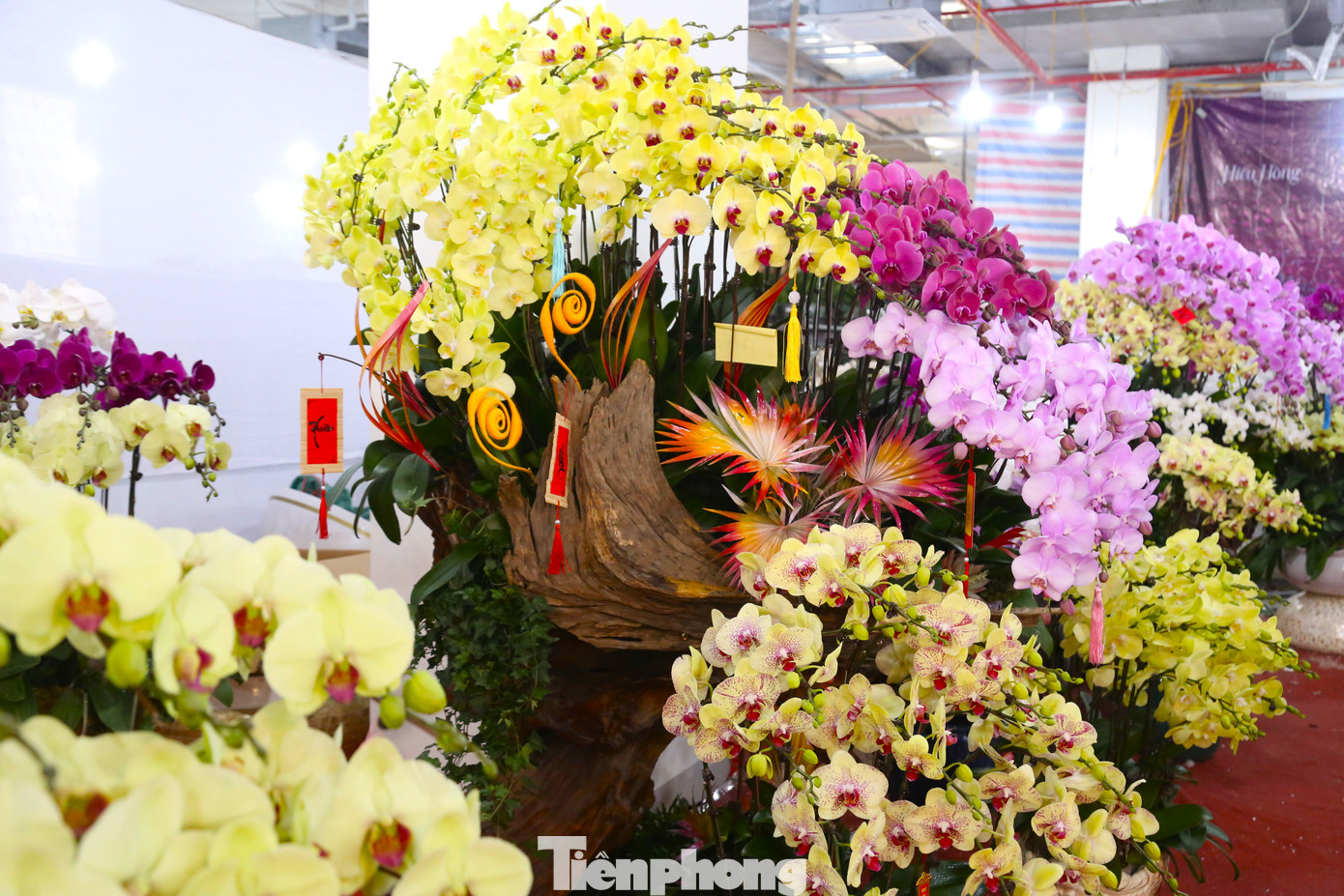 Ngoài trồng trong chậu, lan ở đây còn được ghép trên gỗ lũa, tạo nên nhiều kiểu dáng độc lạ, bắt mắt. Do mỗi chậu lan có một cách sáng tạo riêng biệt nên giá cũng khác nhau, dao động từ 20 - 80 triệu đồng.