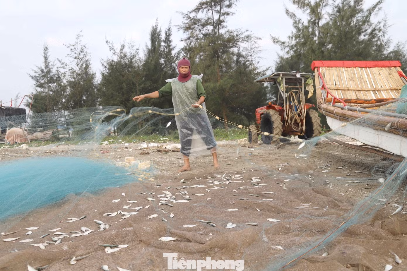Theo các ngư dân, có 2 loại cá trích: cá trích thân ngắn và cá trích thân dài. Giá bán cũng khác nhau, cá trích thân dài bán với giá 40.000 đồng/kg, còn cá trích thân ngắn từ 32.000 – 35.000 đồng/kg.
