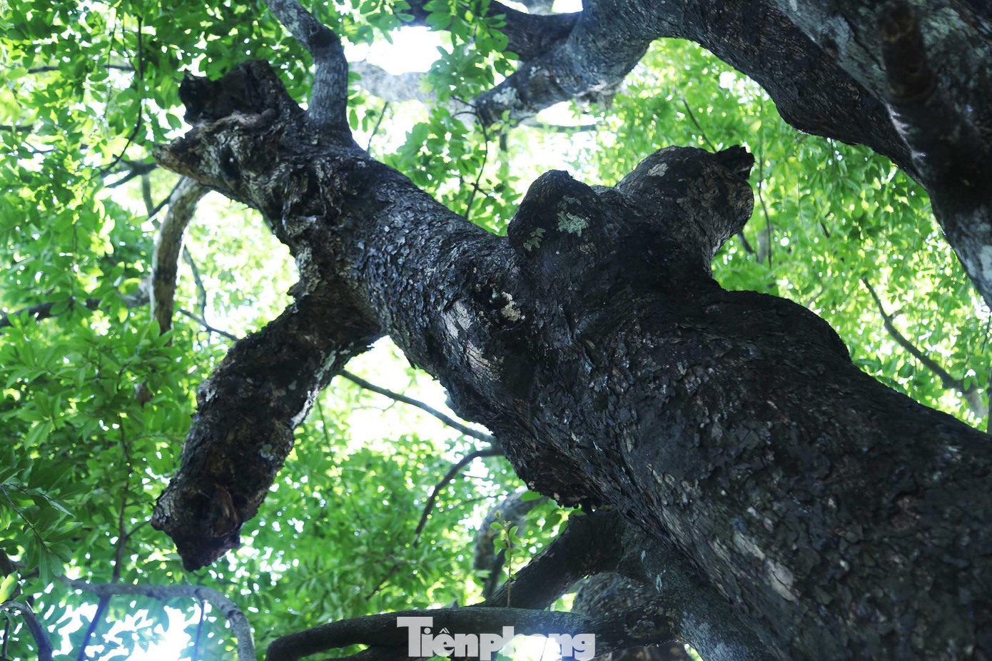 Một số nhánh của cây thị đã bị gãy do mưa bão.